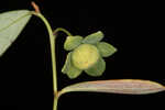 Florida leaf-flower